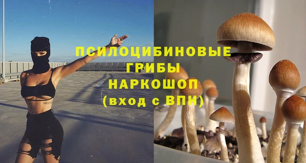 сатива Ростов